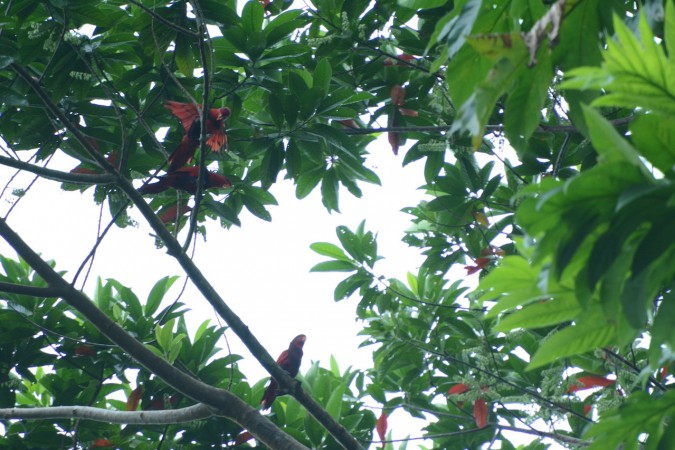 Pengamatan Burung