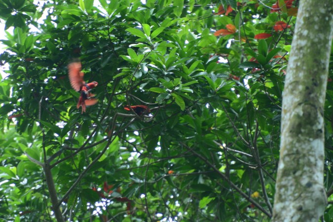 Pengamatan Burung
