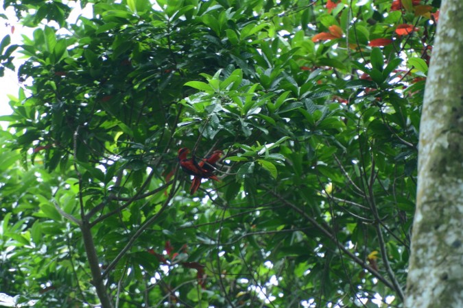 Pengamatan Burung